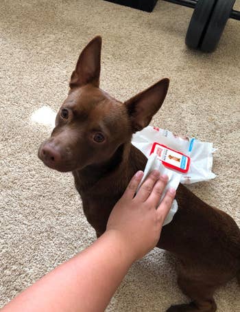 a reviewer using a wipe on their small dog