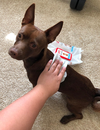 a reviewer using a wipe on their small dog