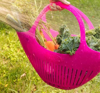 A person rinses fresh vegetables in a pink basket with a hose, preparing to cook or store them