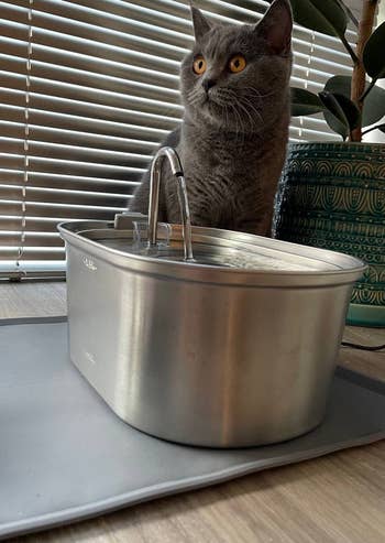 reviewer's gray cat sitting behind a stainless steel fountain
