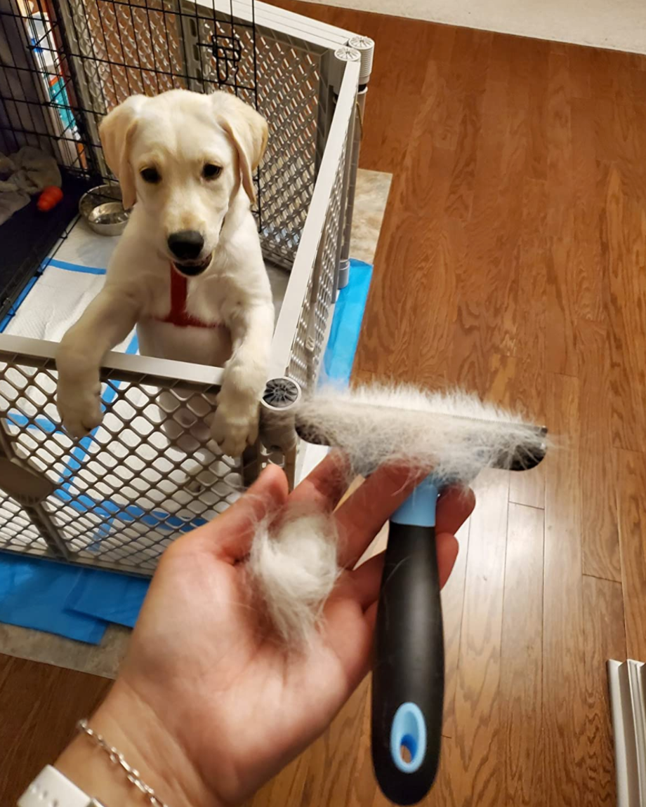 reviewer holding brush and dog fur with dog in the background