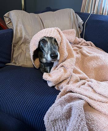 dog wrapped up in pink blanket on couch