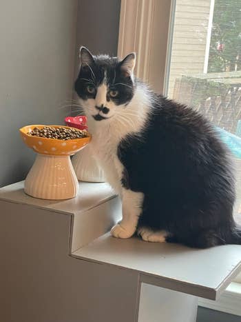 Cat with unsocial   facial markings sits connected  a ledge beside a vessel  of feline  food, looking towards the camera, with a model   presumption    successful  the background