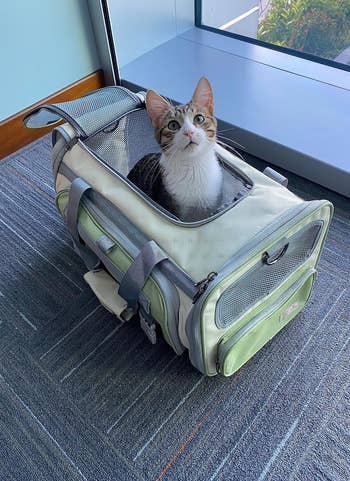 a cat sitting in the green carrier