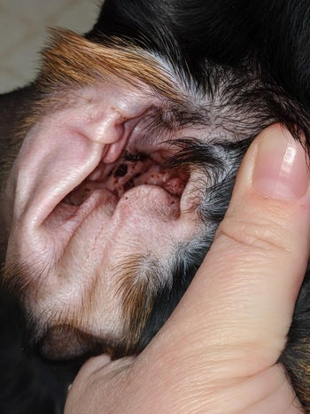 reviewer showing the gunk inside of their dog's ear