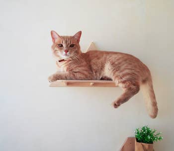 cat sitting on wall-mounted shelf