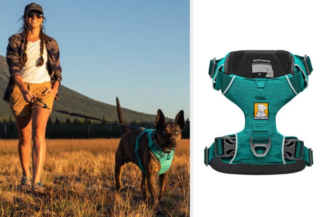 Model walking dog in field with teal harness clipped on and two metal loops for leash attachment, close up of product on a white background