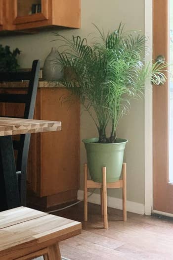 Reviewer's natural color plant stand raising a plant higher off the ground
