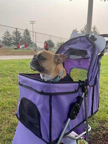 another reviewer's Frenchie in the purple stroller