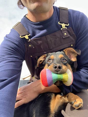 Another reviewer's puppy with the rainbow squishy toy in its mouth