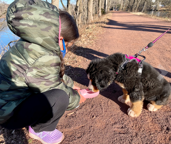 Reviewer's dog drinking water from the pink bottle on a hike