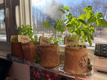 reviewers herbs in burlap pots by a window, labeled cilantro, thyme, parsley, and basil, on a foil-lined tray