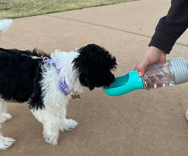 a reviewer's dog drinking out of a bottle with little bowl attachment on the end