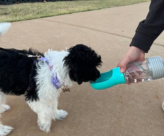 a reviewer's canine drinking retired of a vessel with small vessel attachment connected the end