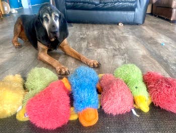 Dog lying connected  the level  with a postulation  of colorful, fluffy stuffed carnal  toys lined up   successful  front
