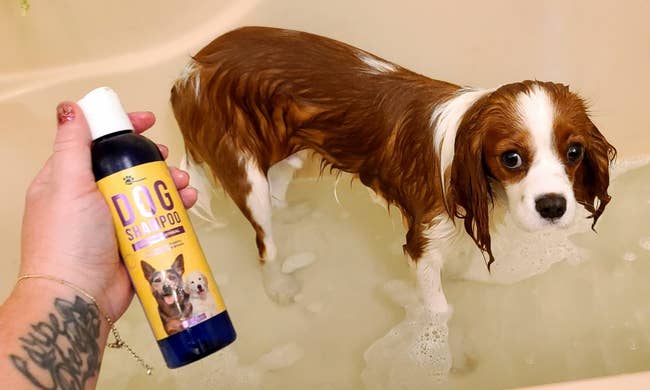 Dog standing in a bathtub with a person holding a bottle of dog shampoo, ready for a bath