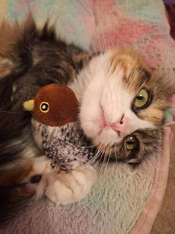 Cat cuddling with a small plush chook