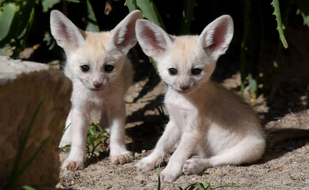Here Are 13 Baby Animals That You Can Virtually Pet, If That's The Kind Of Thing You Need Right Now Here Are 13 Baby Animals That You Can Virtually Pet, If That's The Kind Of Thing You Need Right Now