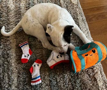 another reviewer's puppy playing with the underwear toy
