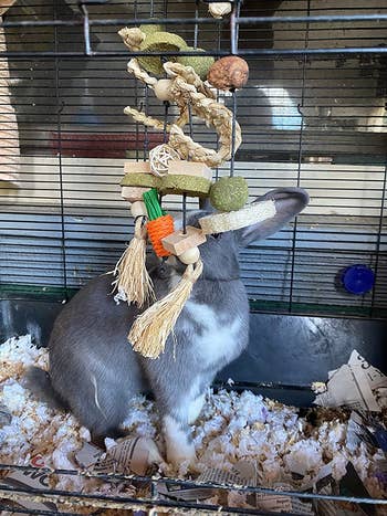 A reviewer's rabbit playing with the hanging chew toy