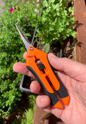 Reviewer holding closed hand pruner