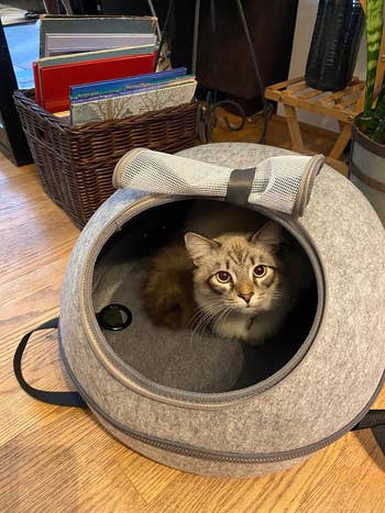 A cat inside a gray, portable pet bed