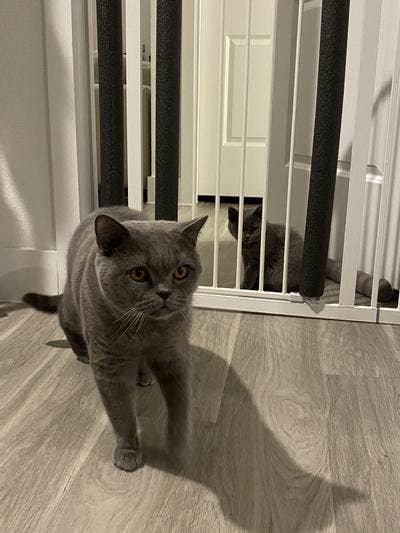 A British Shorthair feline successful the foreground with different feline partially disposable down a gate
