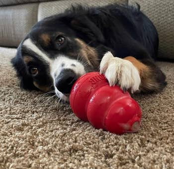 another reviewer's dog with the medium kong toy