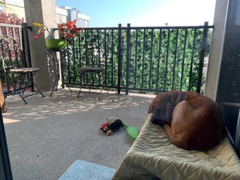 Dog sleeping connected  a cushioned mat successful  a sunlit balcony, surrounded by greenery and patio furniture