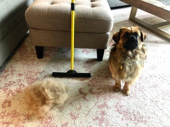 big pile of fur swept up by broom on carpet next to small dog