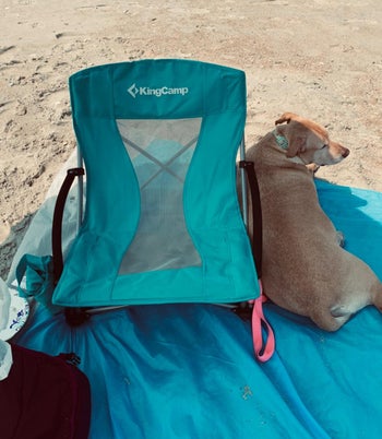 reviewer photo of their teal camper chair and their dog laying next to it in the sand