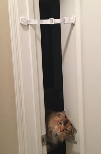 a reviewer's cat poking their head out of a door that's latched with the strap