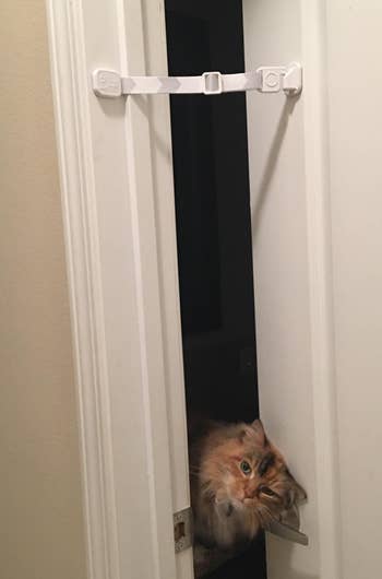a reviewer's cat poking their head out of a door that's latched with the strap