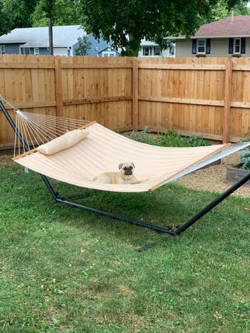 reviewer's dog on a cream-colored hammock