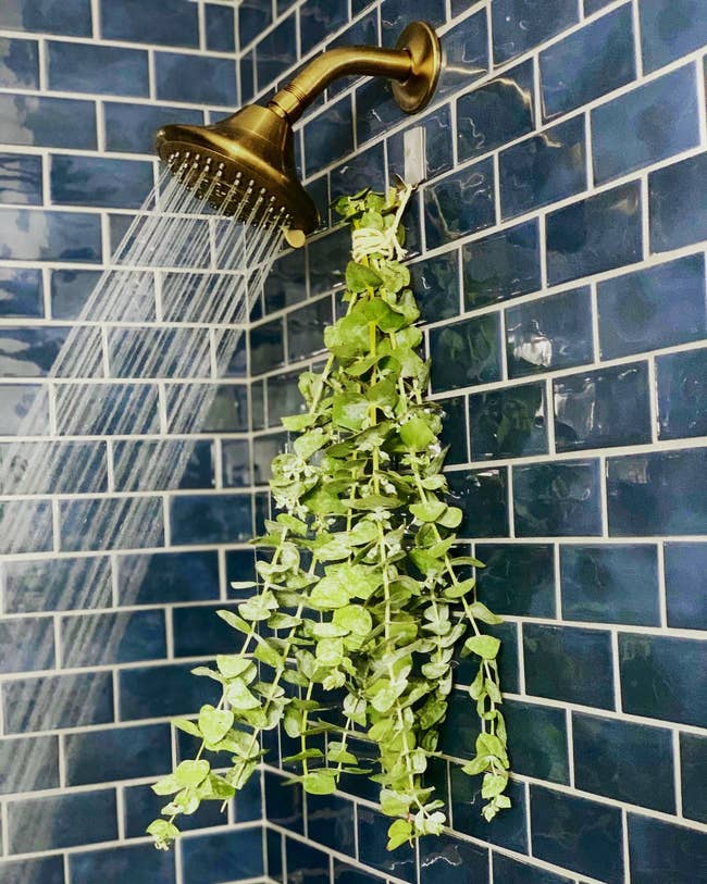A bundle of eucalyptus hanging from a shower head with a blue tiled background