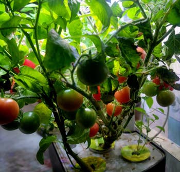reviewer growing tomatoes in their aerogarden
