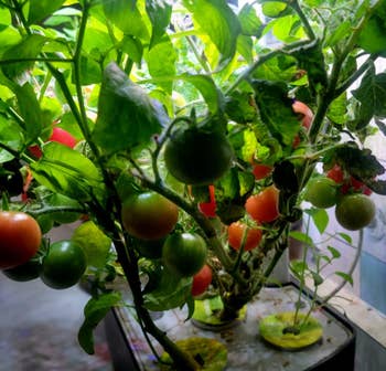reviewer increasing  tomatoes successful  their aerogarden