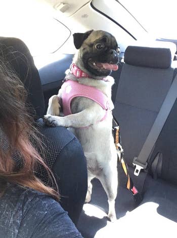 A pug wearing a harness stands on a car seat with a seat belt attached 