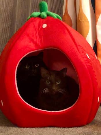 different reviewer's photo of the cat bed with two cats inside