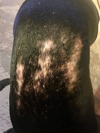 reviewer before image of three large hot spots on a black dog