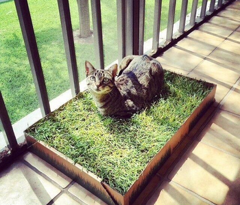 Reviewer's cat sitting on potty pad that is on balcony