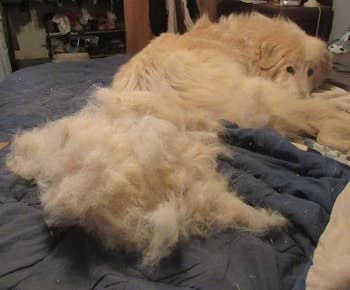 Fluffy canine lying connected a furniture adjacent to a ample heap of its ain shed fur, showcasing however overmuch hairsbreadth the canine has lost