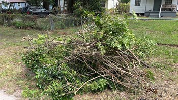 the hanging brushes cut down and in a neat pile on a yard