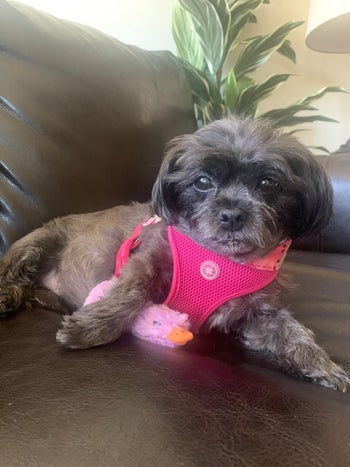different reviewer's dog lounging with the pink duck