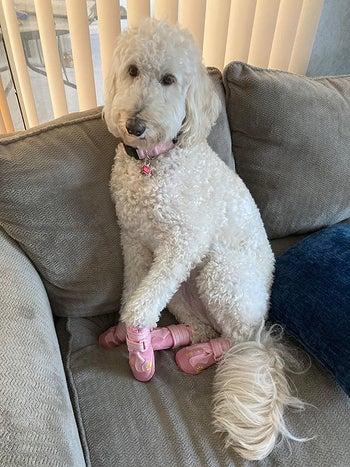 A dog sitting on a couch wearing for pink shoes
