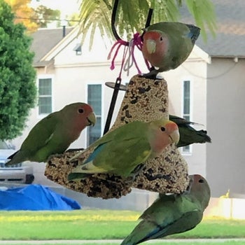 reviewer photo of birds eating the bird seed