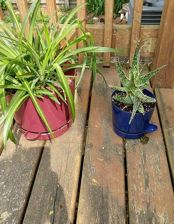 Reviewer's two plants in the pots, one plum and one blue, with the spouts of the pots showing