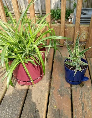 Reviewer's two plants in the pots, one plum and one blue, with the spouts of the pots showing