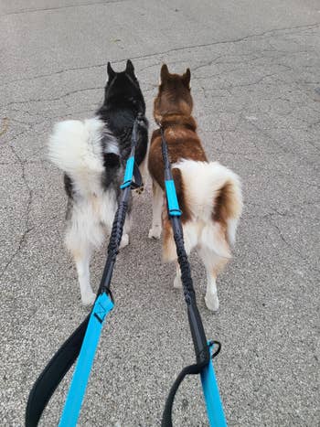 Two Siberian Huskies connected  a walk, viewed from behind, with leashes. One has a darker coat, the different   is lighter brown. They are connected  a paved path