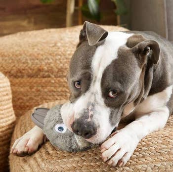 a canine  chewing connected  the toy